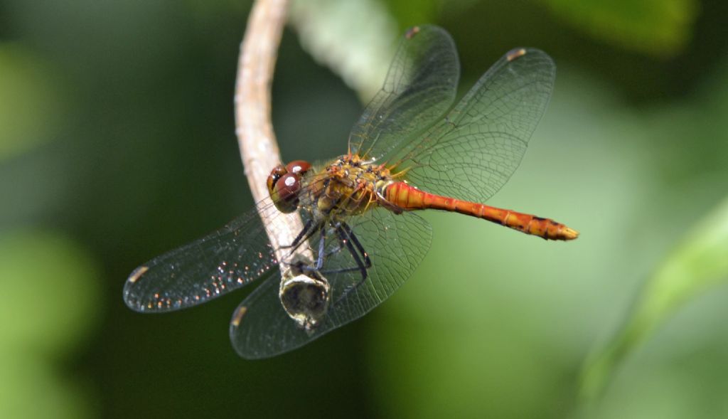 Sympetrum sanguineum?